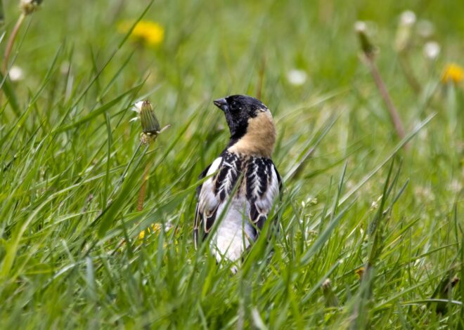 The once familiar bobolink now in decline