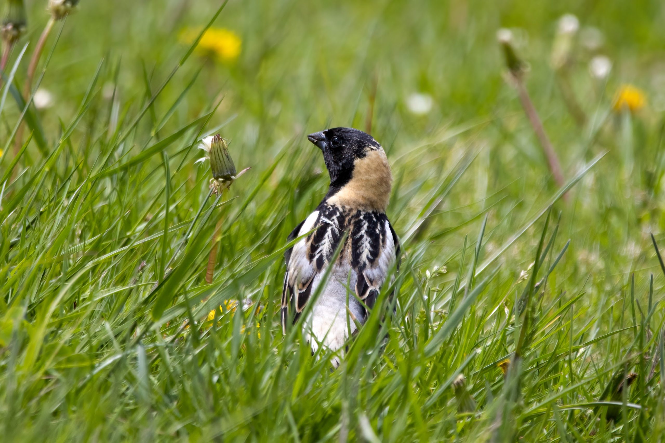 The once familiar bobolink now in decline