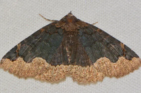 Horrid Zale moths aren’t so horrible