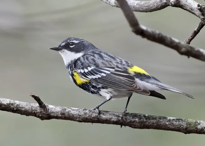 If only humans could breathe like yellow-rumped warblers
