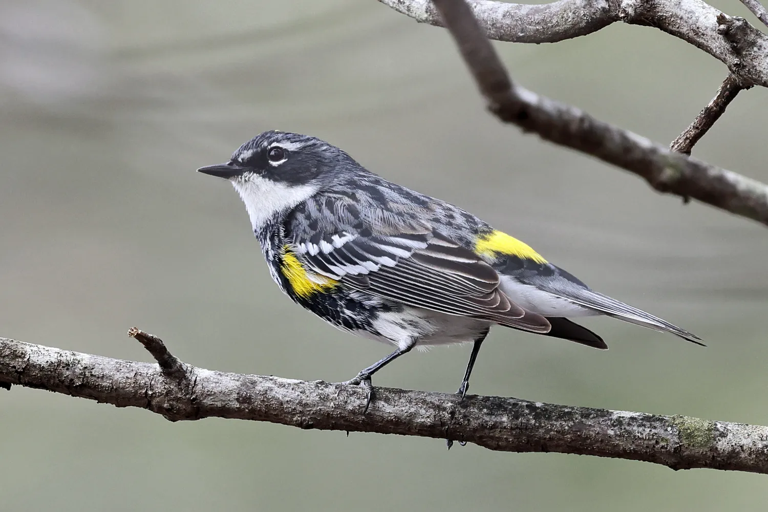 If only humans could breathe like yellow-rumped warblers