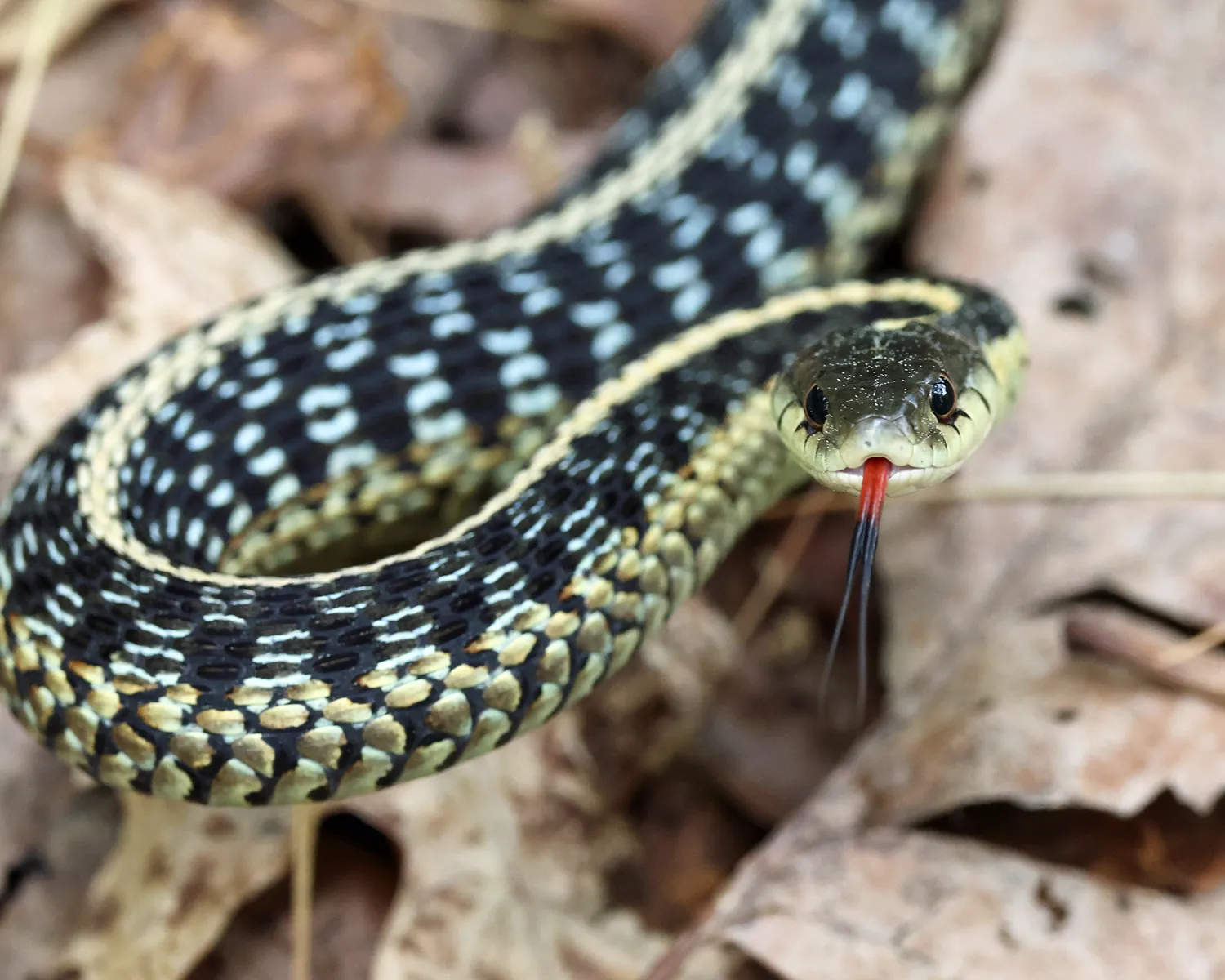 Don’t fear the garter snake