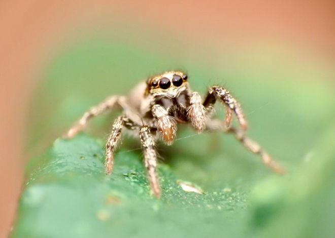 Pesky rabbits and jumping spiders