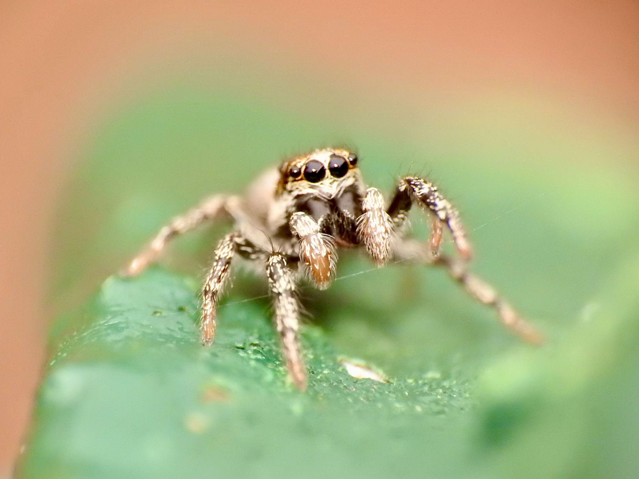Pesky rabbits and jumping spiders