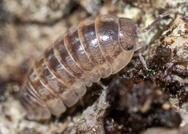 The many names of the wood louse