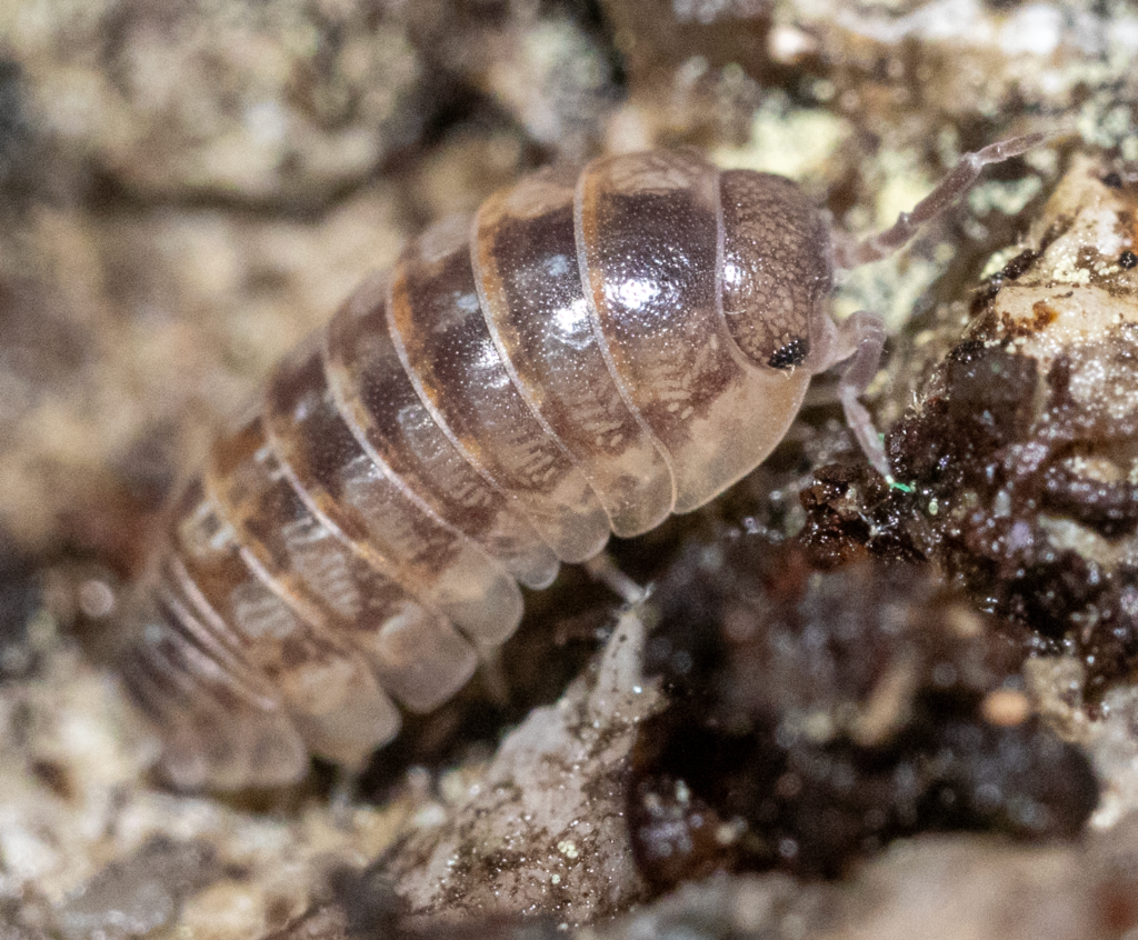 The many names of the wood louse