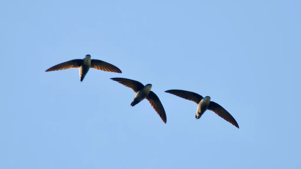 ‘A blimp with wings?’ Whatever you call a chimney swift, it’s in decline