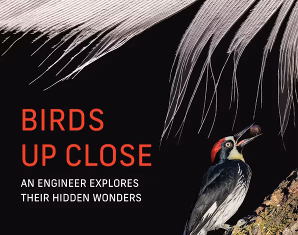 ‘Birds Up Close,’ and other picks for what to read