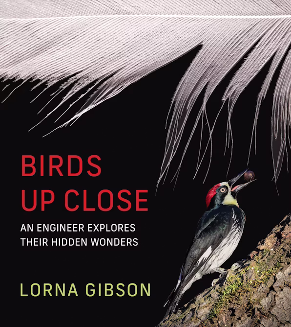 ‘Birds Up Close,’ and other picks for what to read
