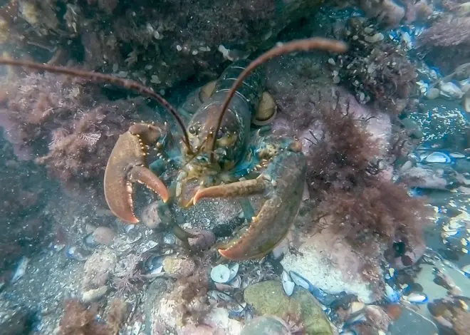 Lobsters are smart, except the ones you eat