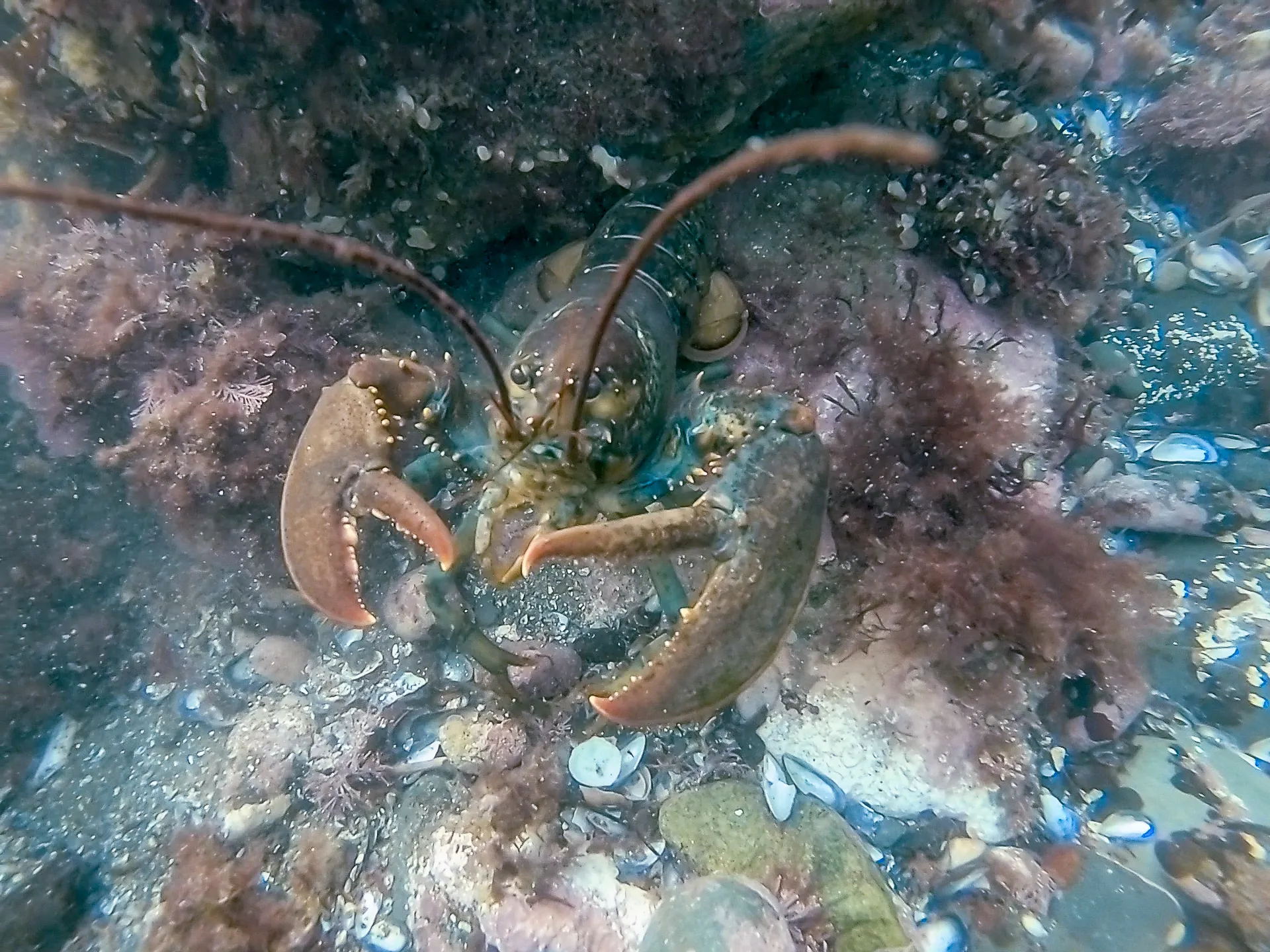 Lobsters are smart, except the ones you eat