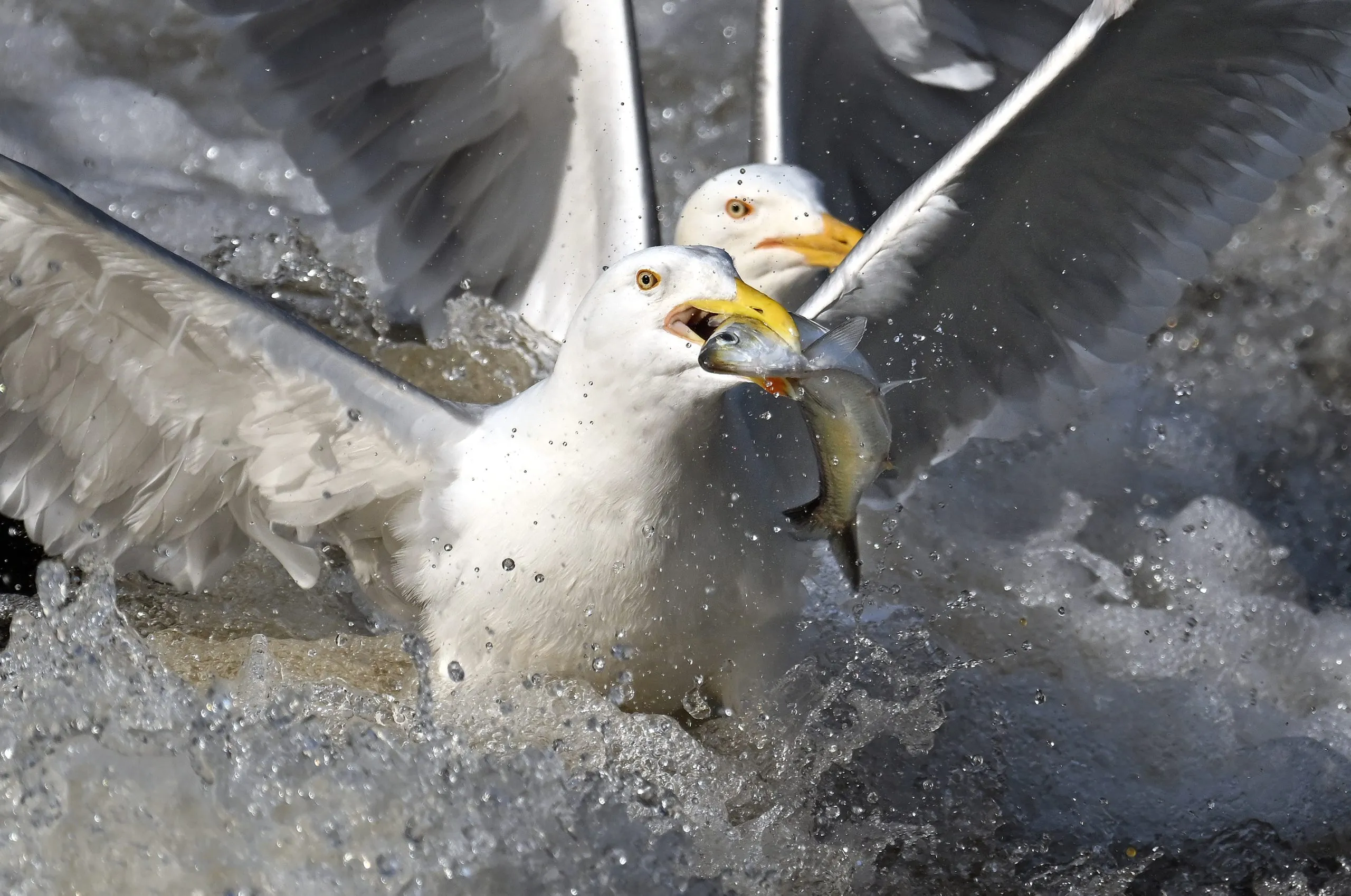Herring and herons: signs of the Charles River’s vast improvement