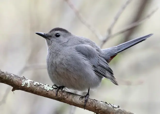 Sitting in the Catbird Seat
