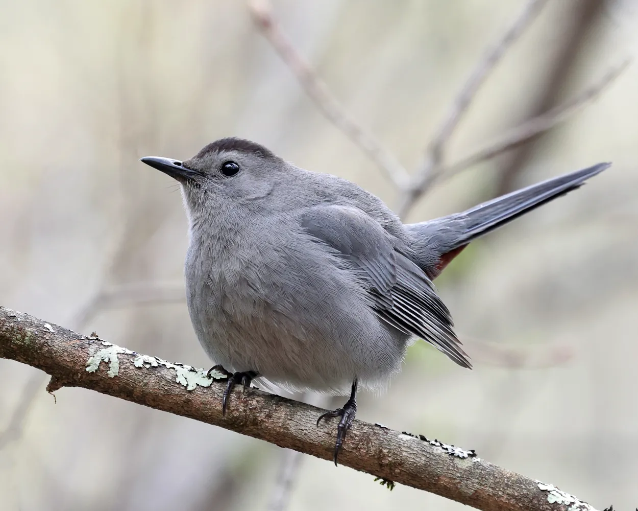 Sitting in the Catbird Seat