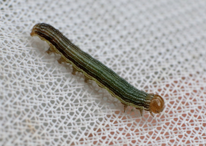 Armyworms besiege Cambridge