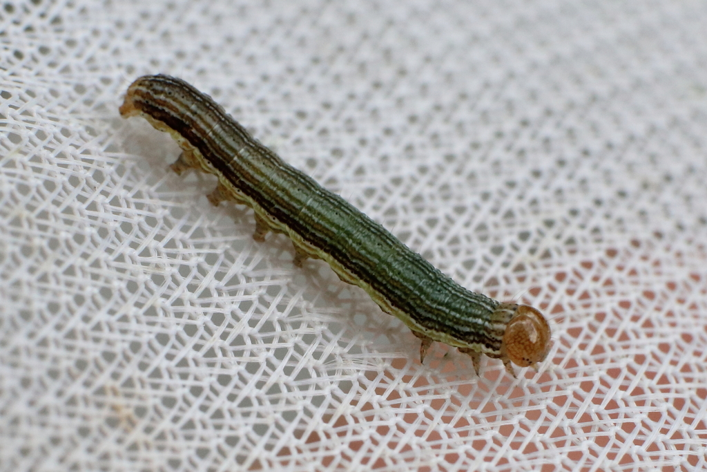 Armyworms besiege Cambridge