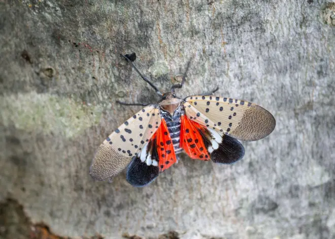 The spotted lanternfly, an invasive pest