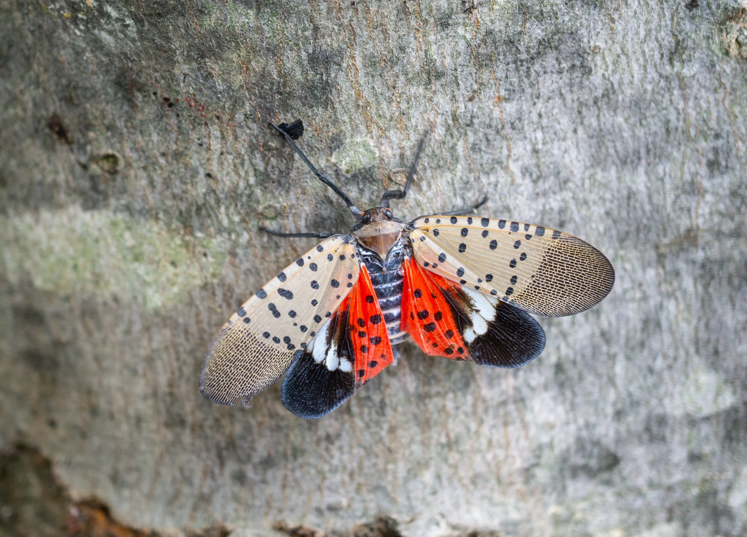 The spotted lanternfly, an invasive pest